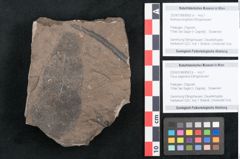Foto (Objekt + Etikett) von Ficus sagoriana Ettingshausen (NHMW-GEO-2024-0188-8063b)